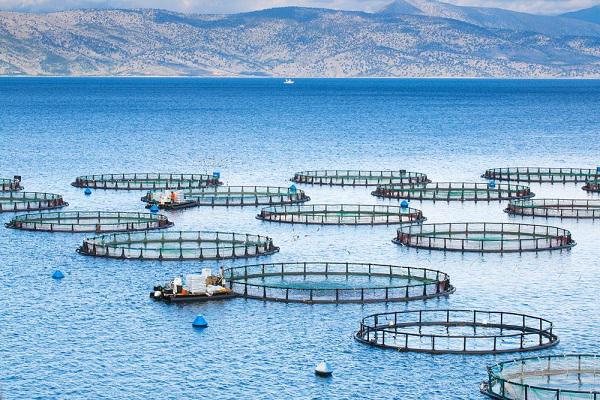 پرورش ماهی در قفس راهی برای توسعه اشتغال