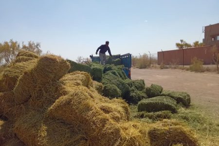 مزارع خوزستان قابلیت تولید ۲.۵ میلیون تن علوفه را دارند